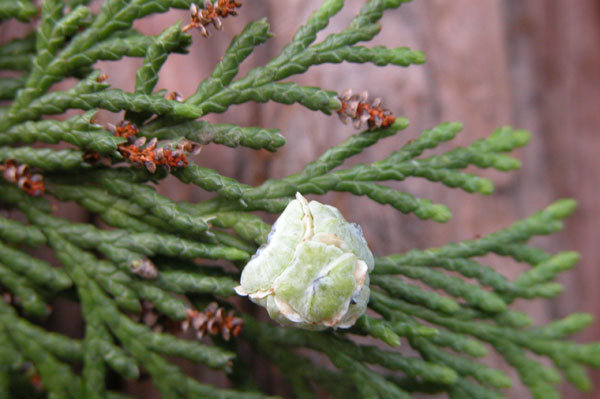 chamaecyparis lawsoniana 09