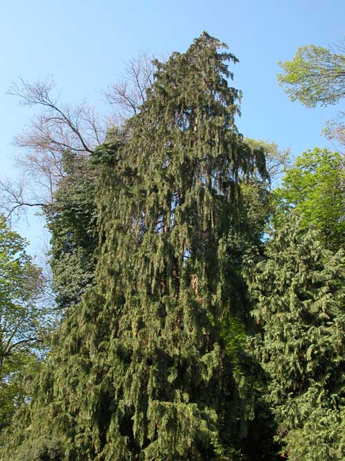 chamaecyparis lawsoniana pendula 01