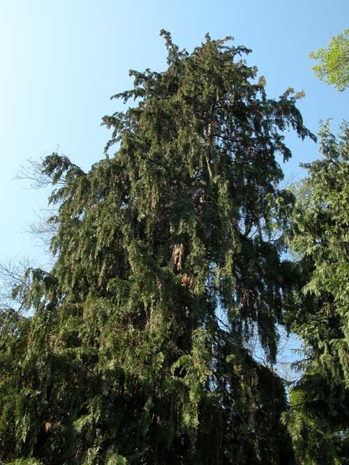 chamaecyparis lawsoniana pendula 02