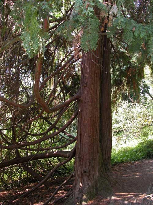 chamaecyparis lawsoniana pendula 03