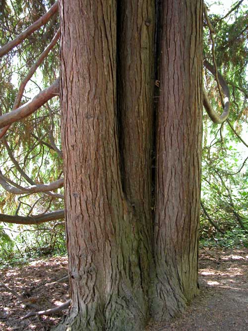 chamaecyparis lawsoniana pendula 04