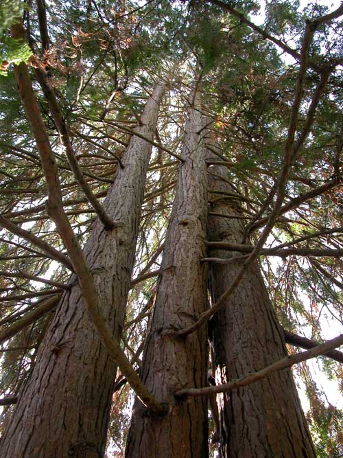 chamaecyparis lawsoniana pendula 05