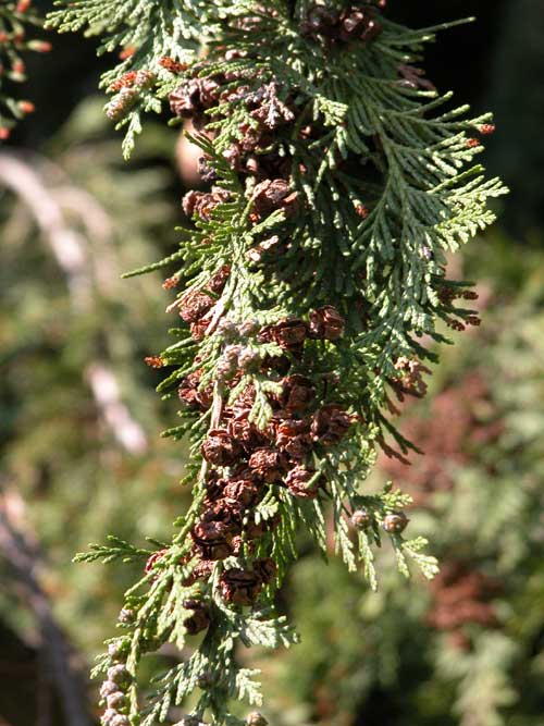 chamaecyparis lawsoniana pendula 06