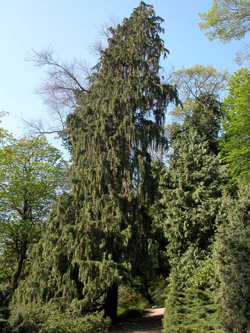 chamaecyparis lawsoniana pendula 07