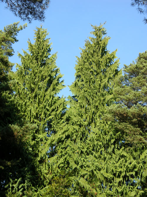 chamaecyparis lawsoniana pendula 08