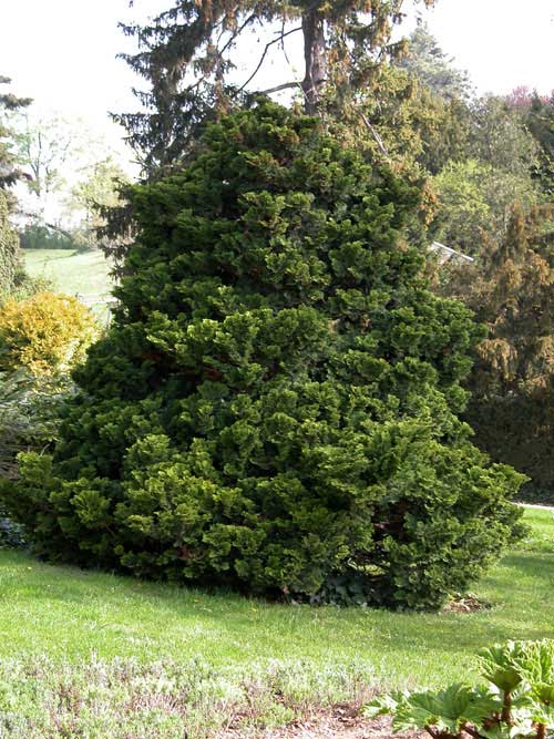 chamaecyparis obtusa 01