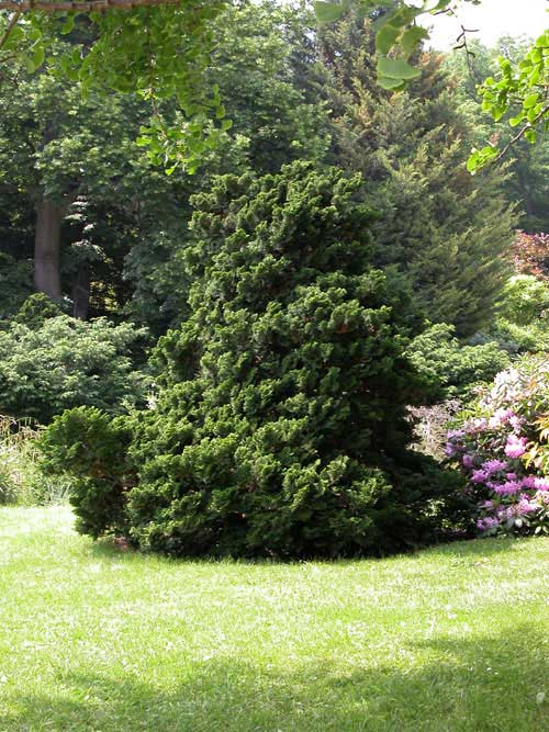 chamaecyparis obtusa 03