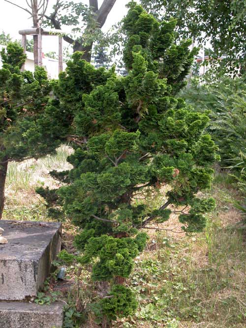 chamaecyparis obtusa 04
