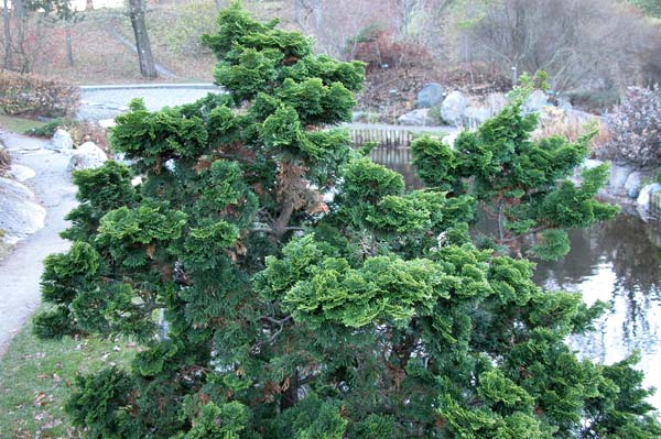 chamaecyparis obtusa 06