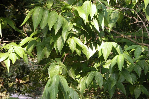 chimonanthus praecox 01