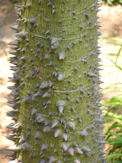 chorisia speciosa 01