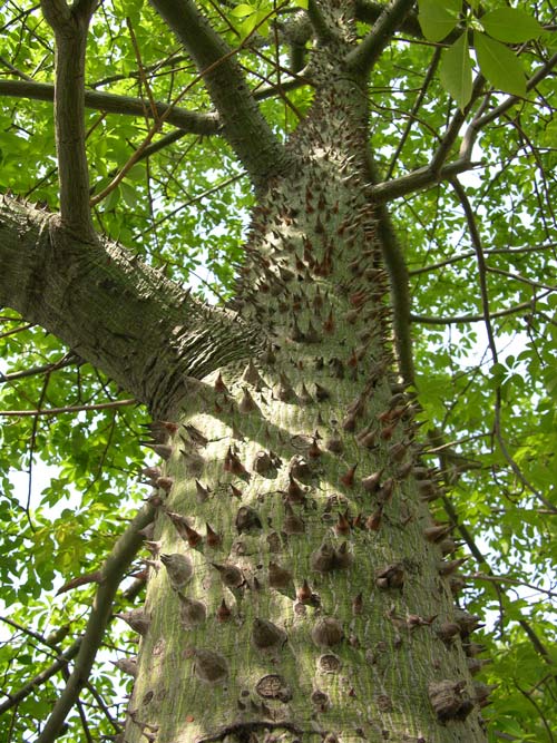 chorisia speciosa 02