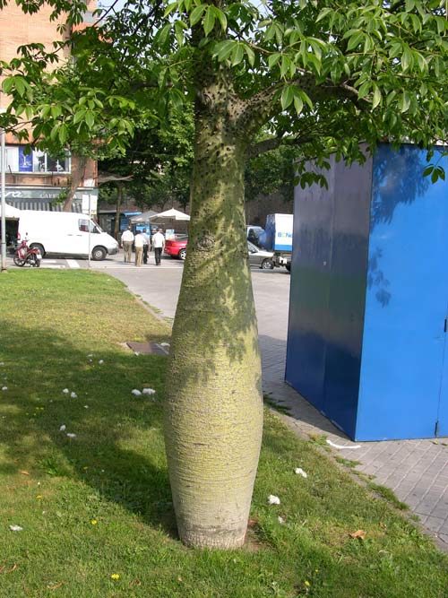 chorisia speciosa 03