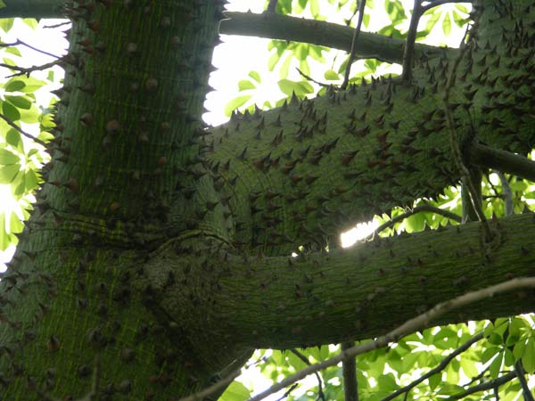chorisia speciosa 04
