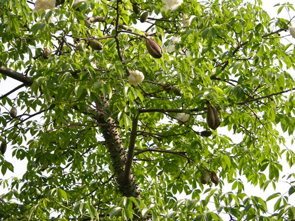 chorisia speciosa 05