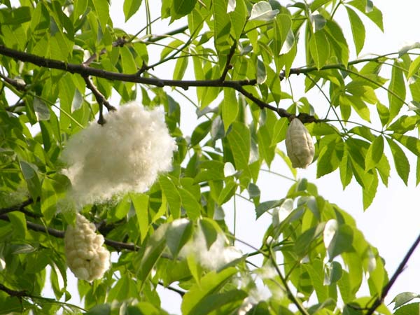 chorisia speciosa 06