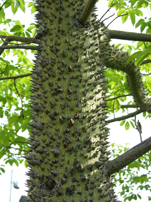 chorisia speciosa 08