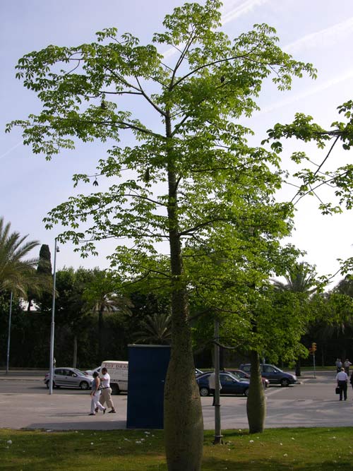 chorisia speciosa 09