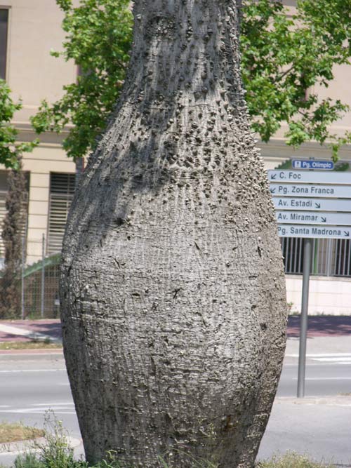 chorisia speciosa 10