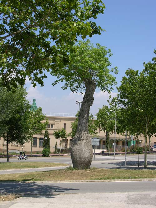chorisia speciosa 11