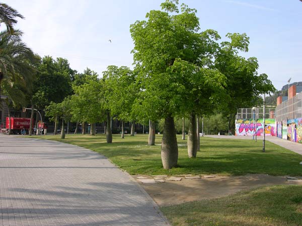 chorisia speciosa 12