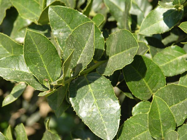 citronella mucronata 01