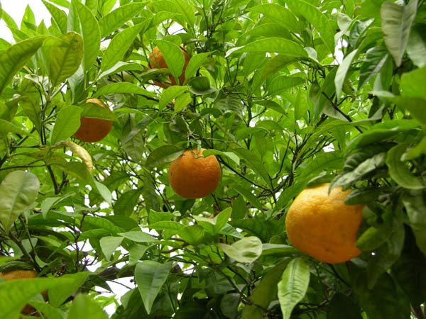 citrus aurantium 01