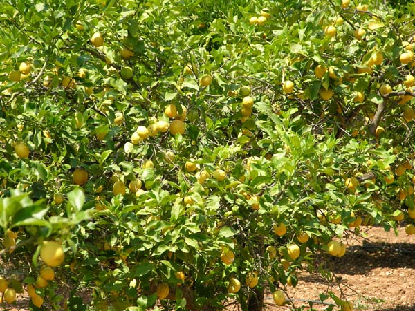 citrus sp 01