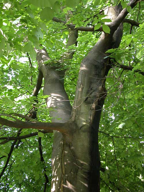 cladrastis lutea 02