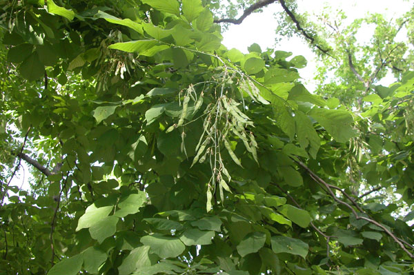 cladrastis lutea 03