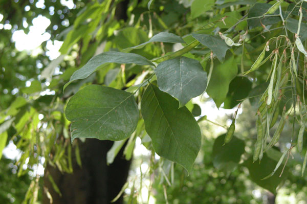 cladrastis lutea 05