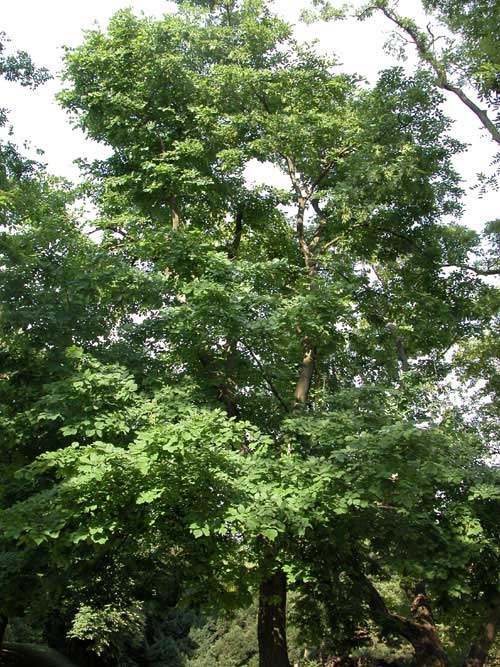 cladrastis lutea 07
