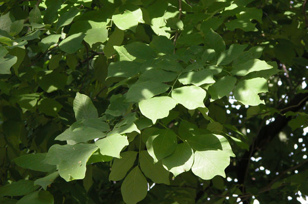 cladrastis lutea 08