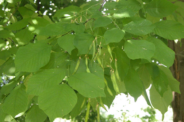 cladrastis lutea 10