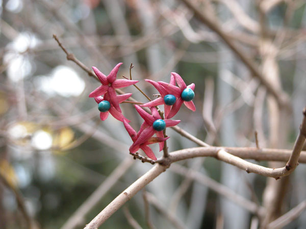 clerodendrum trichotomum 01
