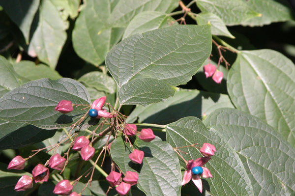 clerodendrum trichotomum 02
