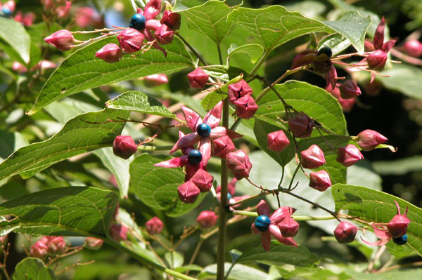 clerodendrum trichotomum 03