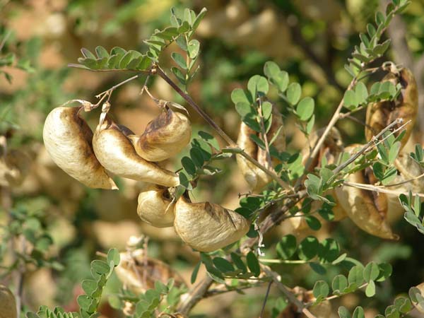 colutea atlantica 01