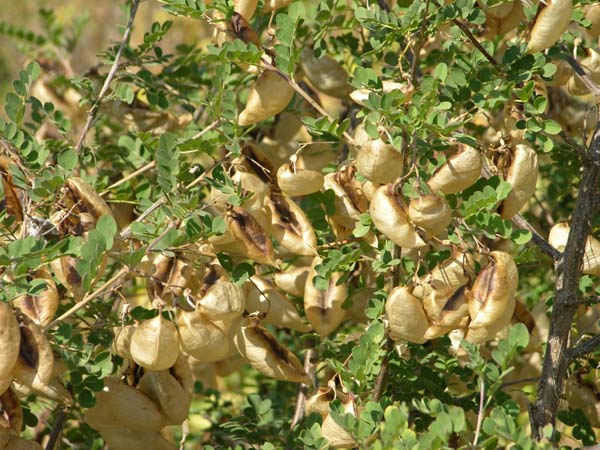 colutea atlantica 02