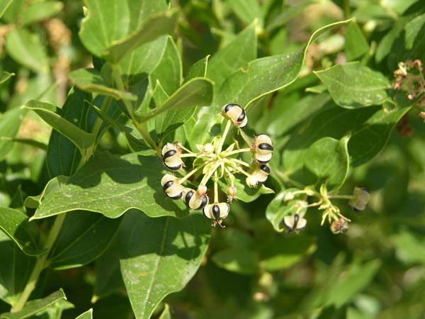 coriaria myrtifolia 01