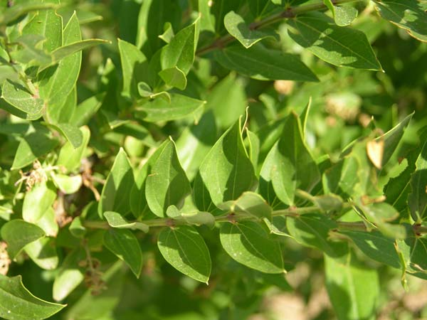 coriaria myrtifolia 02