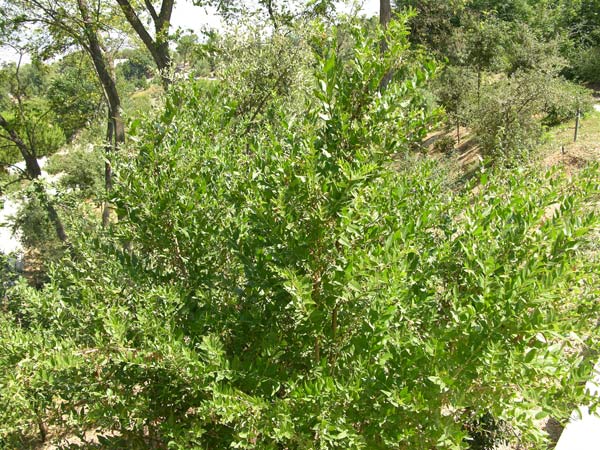 coriaria myrtifolia 03