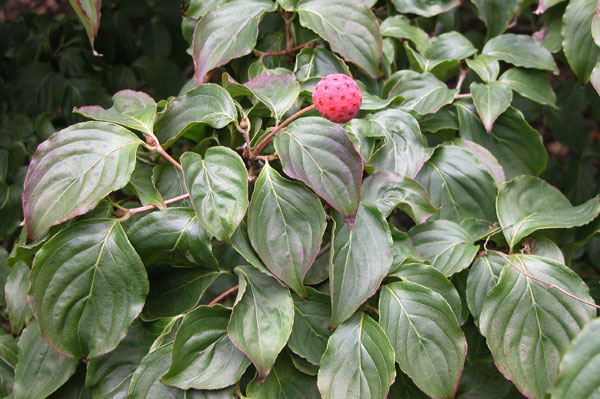 cornus kousa 01