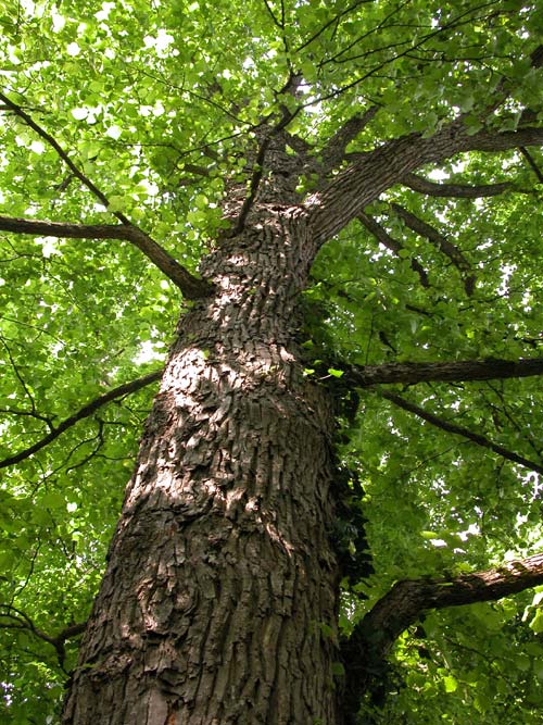 corylus colurna 01
