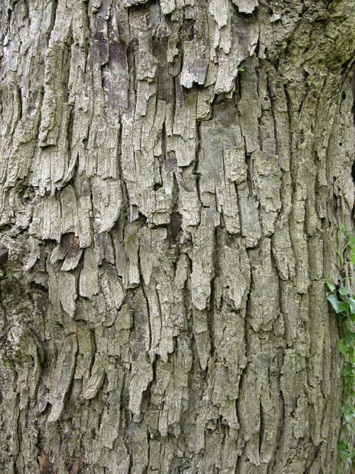 corylus colurna 02