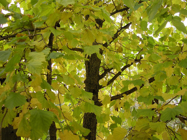corylus colurna 03