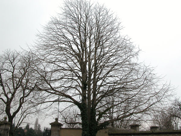 corylus colurna 04
