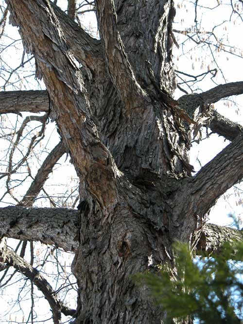 corylus colurna 05
