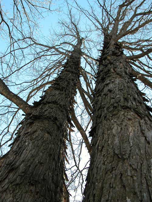 corylus colurna 06