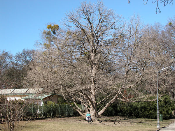 corylus colurna 07